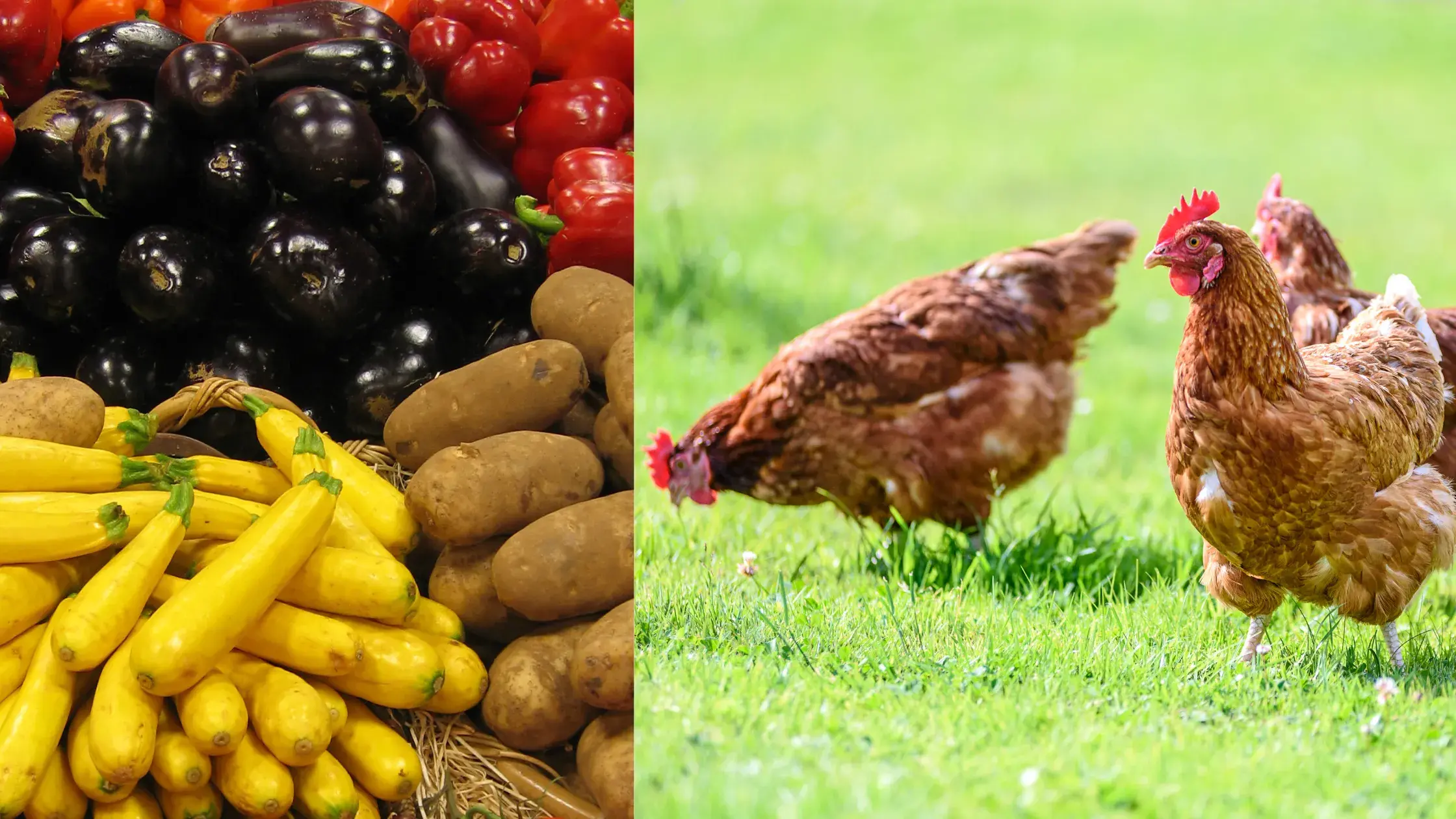 Asonnet farms