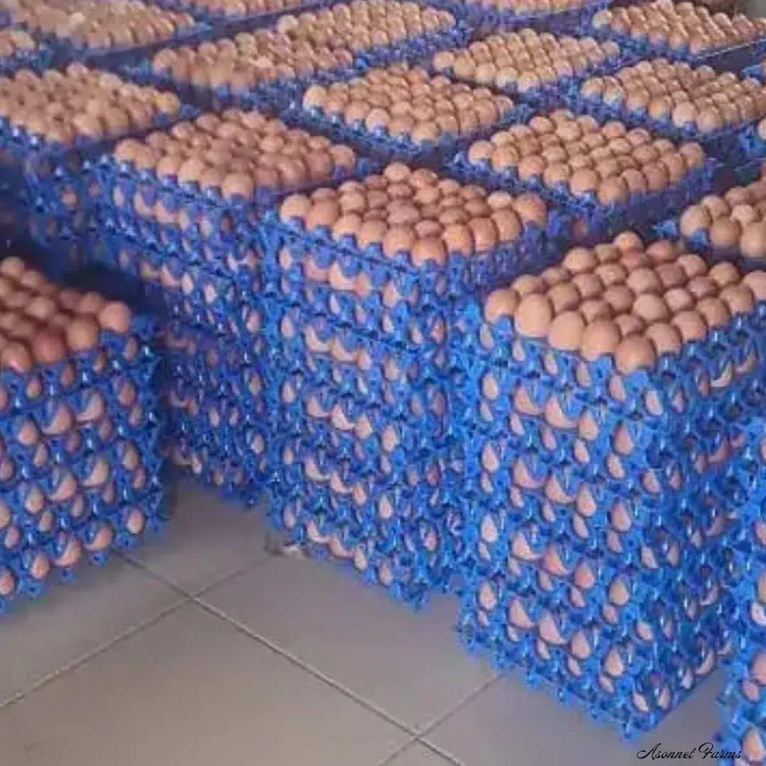 http://Eggs%20-%20asonnet%20farms