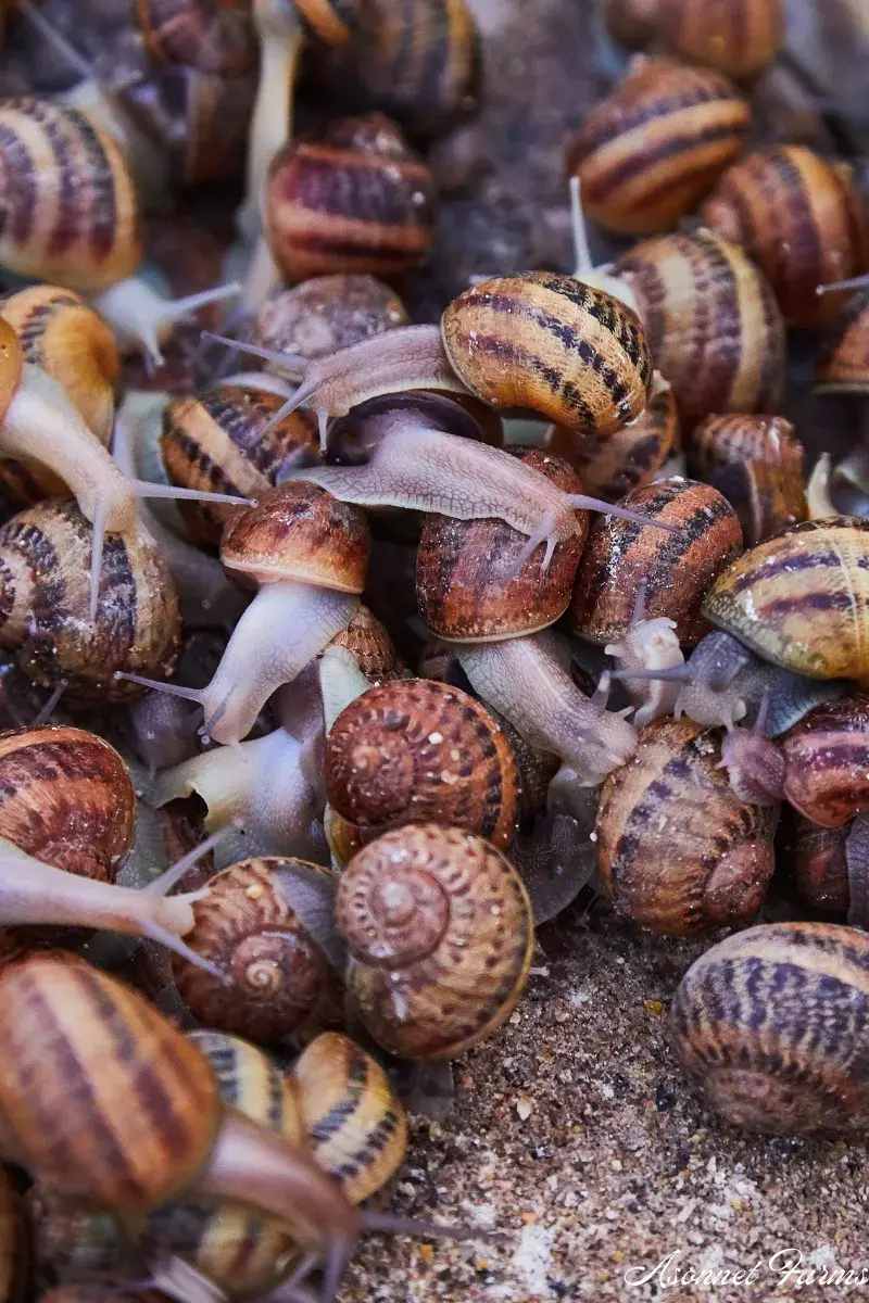 snail farming - asonnet farms