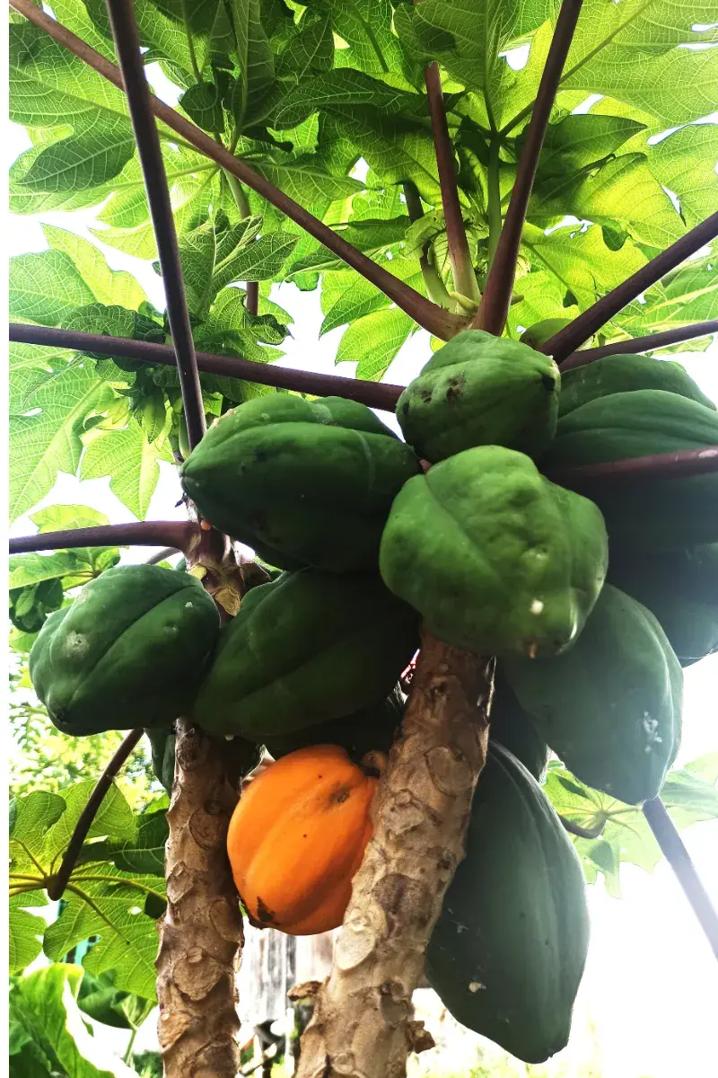 fresh pawpaw - asonnet farms