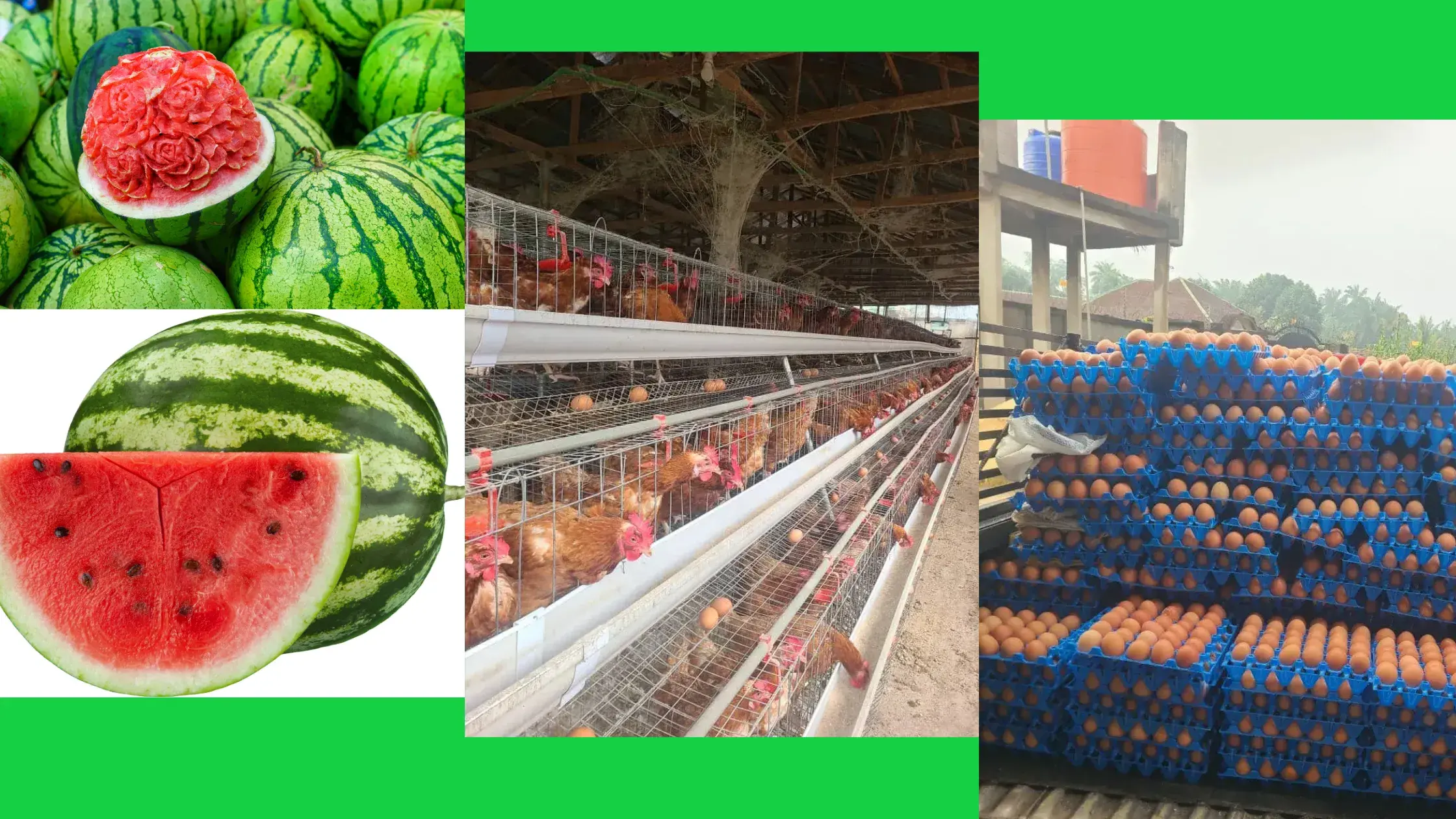 asonnet farms - contact