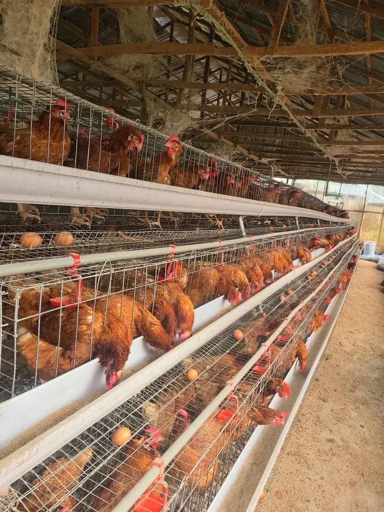 Poultry farming - asonnet farms