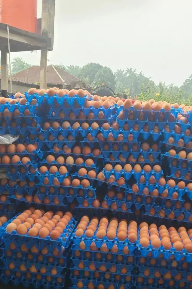 Eggs online - asonnet farms