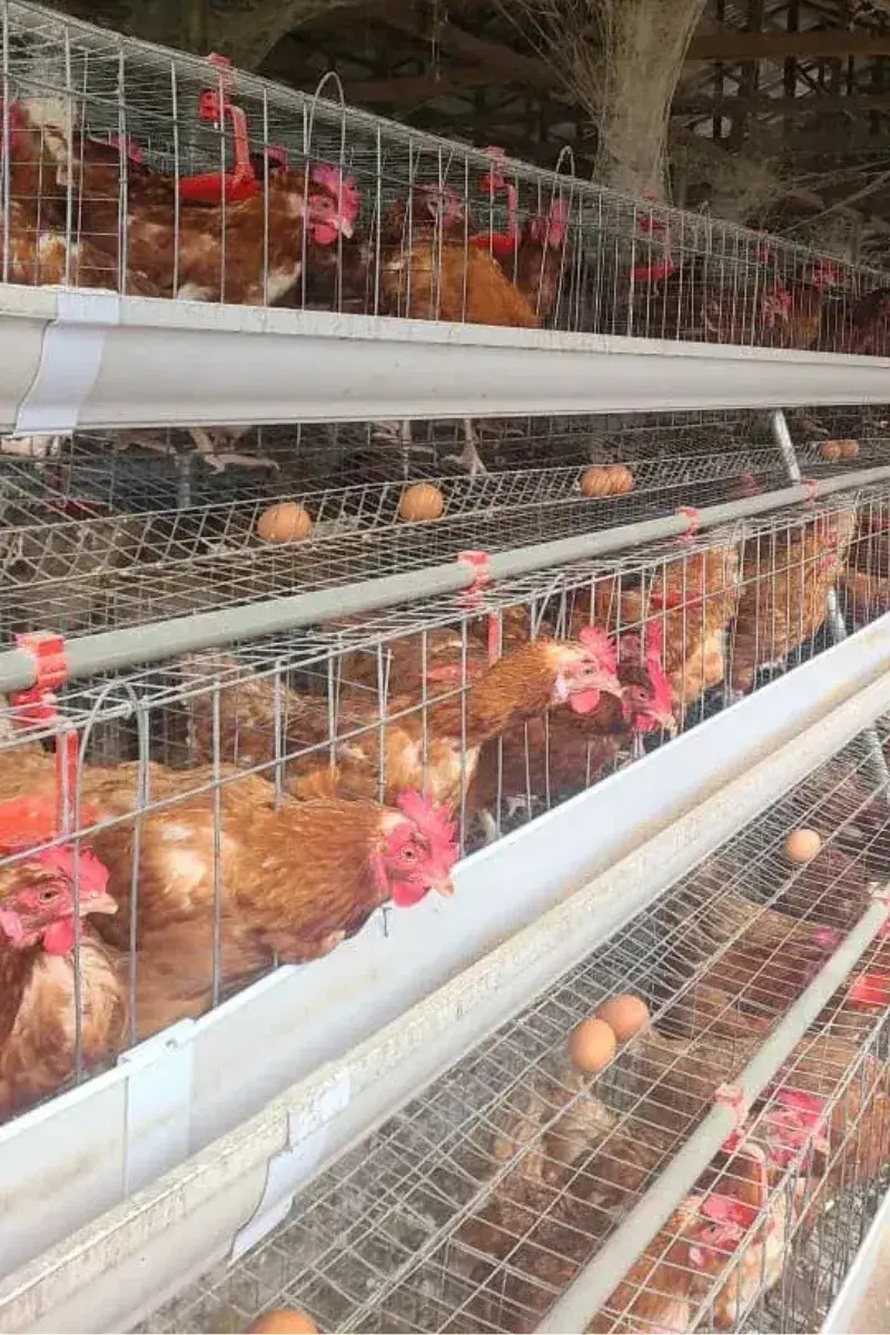 fresh chicken - asonnet farms