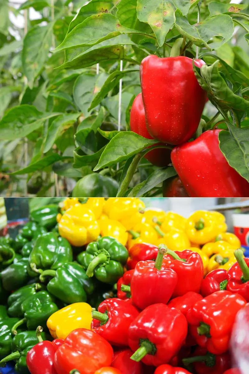 bell pepper - asonnet farms